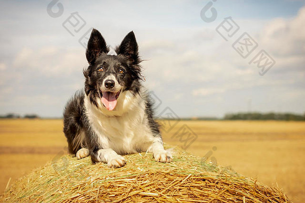 黑白边境牧羊犬躺在草捆上