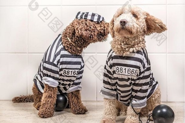 坏狗装扮成囚犯监狱房子的岩石衣服，西班牙水狗