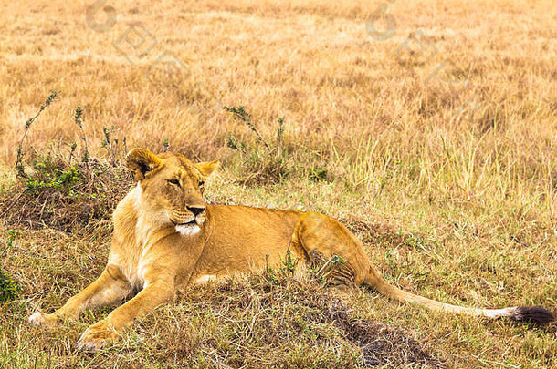 大年轻的母狮谎言草肯尼亚非洲
