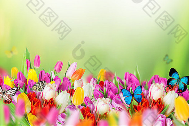 美丽的郁金香花和异国情调的蝴蝶花。