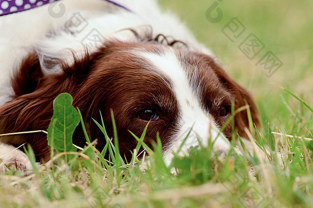 英国萨里郡赖盖特的Just Springers救援犬展上，一只英国斯普林格猎犬躺在草地上