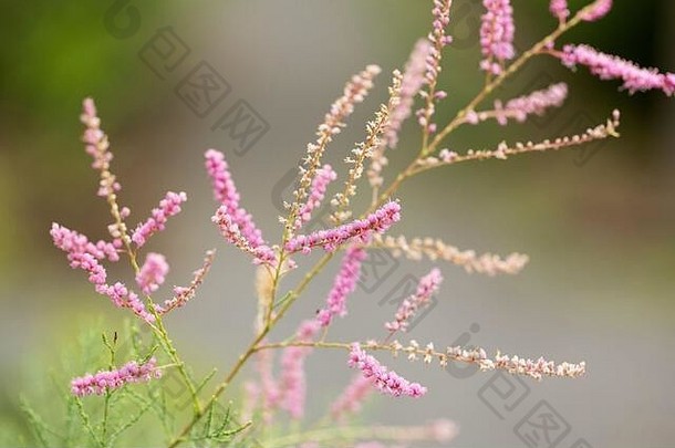 小花柽柳，又名小花柽柳，开粉红色小花，是北美的入侵物种。
