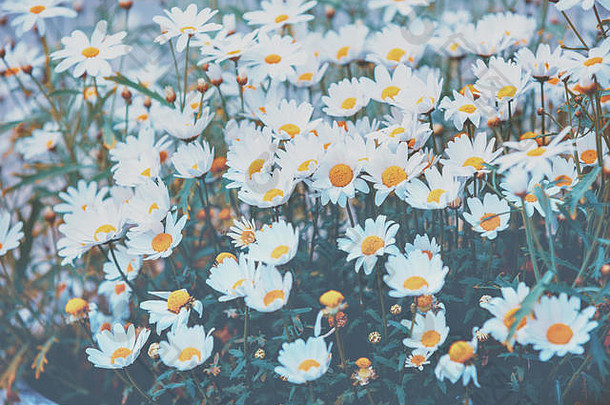 复古甘菊花。美丽的天然花卉背景。夏季