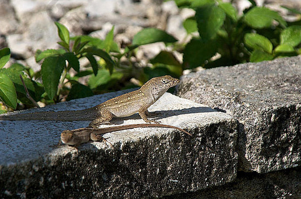 佛罗里达州西南部清晨的阳光下，两只小蜥蜴站在花园里的一块砖头上