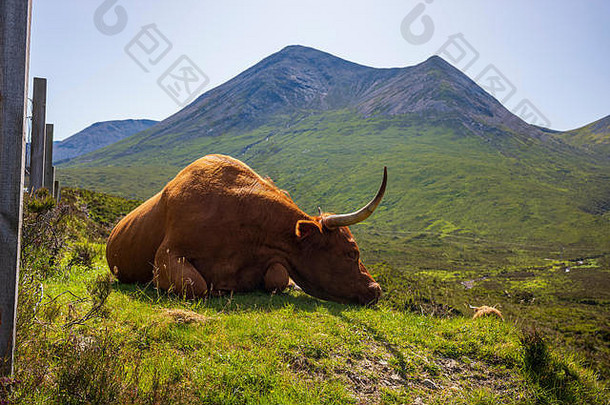 高地牛苏格兰牛品种当地的首席运营官啃食草地丘陵山腰岛斯凯岛苏格兰