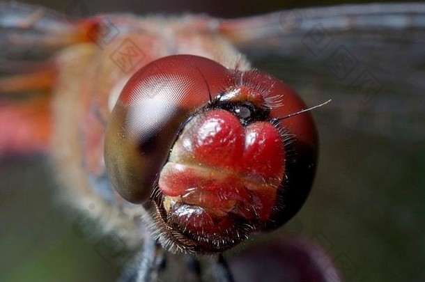 红色的蜻蜓宏肖像