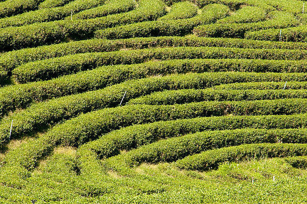 泰国清莱，种植园上的一排排茶树沿着山的轮廓生长
