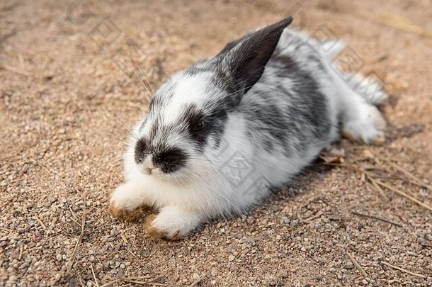 有趣的复活节兔子躺在外面的地上