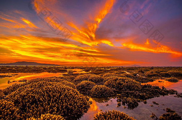 惊人的视图珊瑚礁前景背景色彩斑斓的日出低潮海滩普吉岛泰国