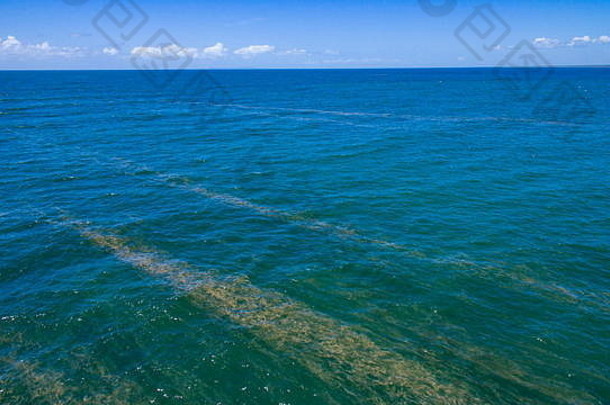 Trichodesmium sp.–一种蓝藻（蓝绿藻），也被称为鲸鱼食物、海浮渣和鲸鱼精子。