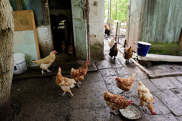 乌克兰一<strong>家私</strong>人农村农场，母鸡在马槽边吃东西