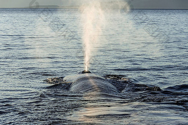 墨西哥巴哈科尔特斯海，<strong>蓝鲸</strong>在日落时浮出水面呼吸空气