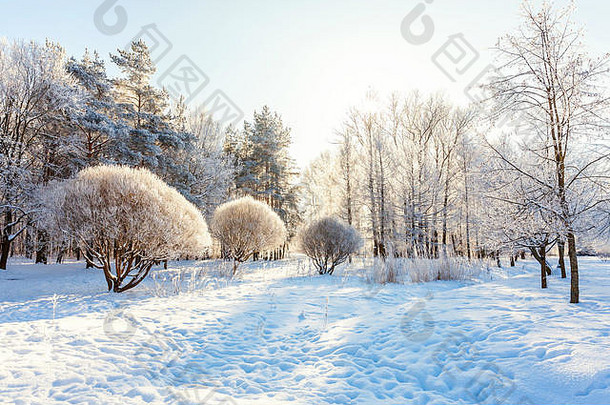 雪林中的霜冻树木，阳光明媚的早晨寒冷的天气。阳光下宁静的冬季自然。鼓舞人心的自然冬季花园或公园。平凉生态自然景观背景