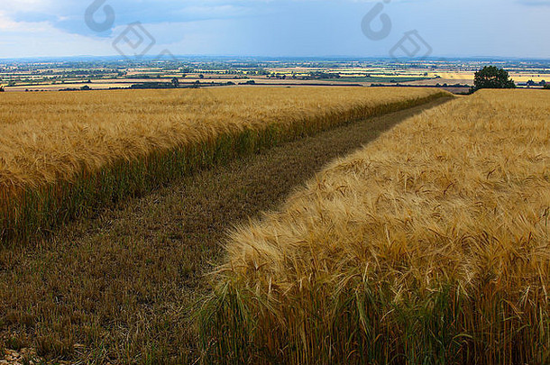 小麦/大麦的收成准备在8月前收割，收成上方的蓝天呈现金棕色。