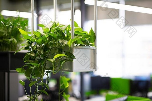 生活绿色植物现代办公室室内