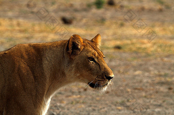 一头非洲母狮观察猎物的近距离头部研究。雄伟的帝王般威武的动物，融入金色