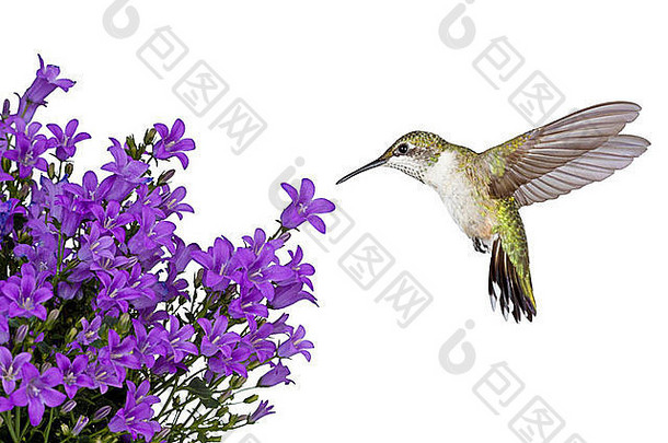 蜂鸟徘徊在紫色的风铃草白色背景