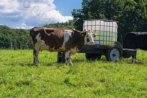 夏天阳光明媚的日子里，奶牛在<strong>田野</strong>里。