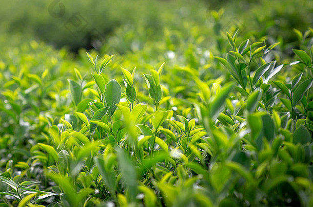 越南保禄高山环境中种植的绿茶树叶