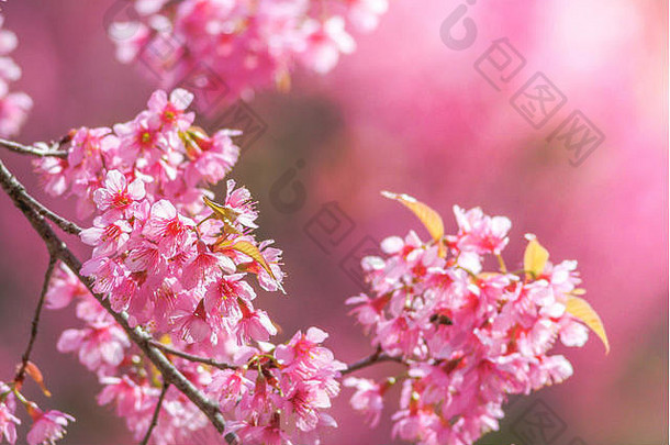 春季樱花，焦点柔和，未聚焦模糊的春季樱花，波基花背景，柔和柔和的花朵背景。