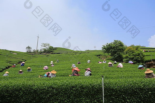 嘉义阿里山山脉的茶园里，工人们正在收集新茶叶