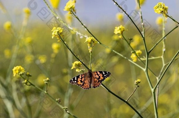 加利福尼亚州马里布附近，芥末花上的彩绘蝴蝶夫人（瓦妮莎·卡杜伊）。田野里的芥末花，远处的蓝天。