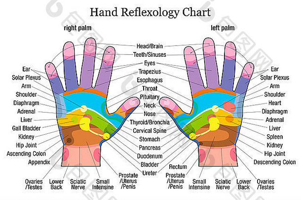 手部反射图，准确描述相应的内脏和身体部位。