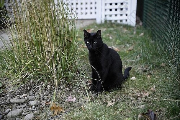 黑猫在他吃零食的灌木丛旁闲逛