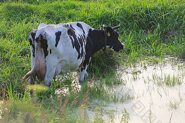 从牛群中散开，奶牛在夏日里焕然一新。