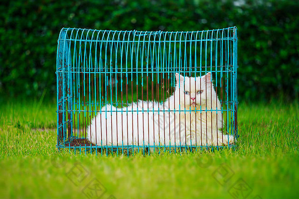 草地上笼子里的白色波斯猫