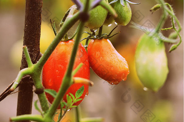 雨后的夏日花园里，未成熟的西红柿滴着水特写。复古风格