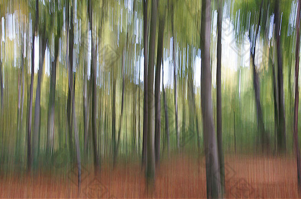 秋天树木的抽象图像。相机在曝光过程中从上到下移动，产生运动模糊。