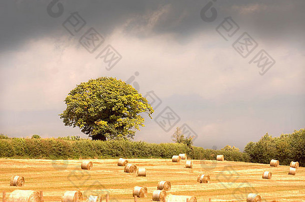 英国农田里的圆形干草捆，雨<strong>云</strong>在头顶隐约出现
