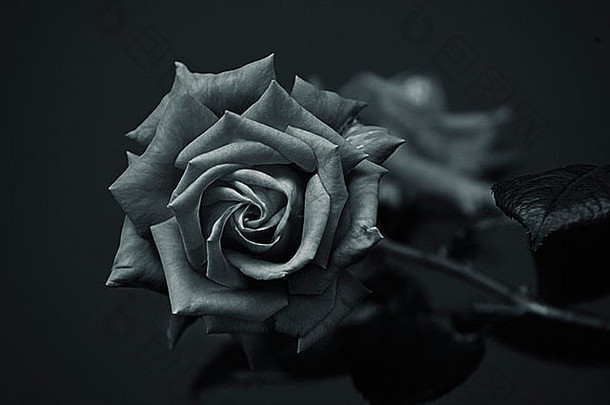 美丽的玫瑰银色调