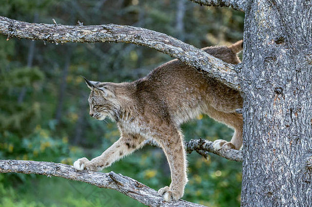 成人加拿大猞猁攀爬树勃兹曼蒙大拿美国俘虏动物