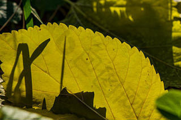 下降树叶照亮阳光秋天季节网络横幅
