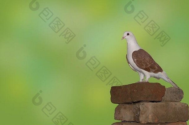 绿色模糊背景上一只美丽的白头棕色鸽子的特写镜头。