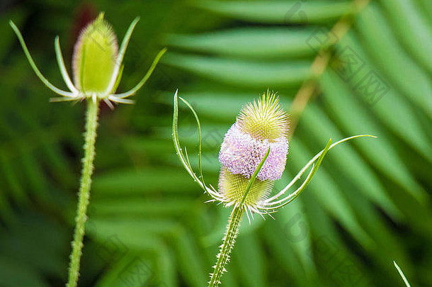 美丽的图像川续断卡蓟中间蓟的花部分失踪吃爱自然对称形象!