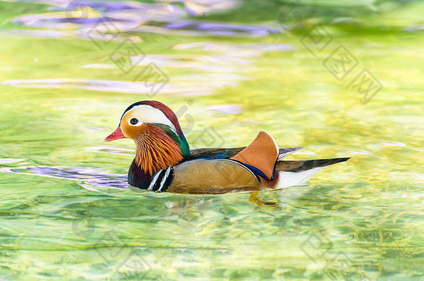 公鸳鸯或艾克斯鸭，被介绍为宠物的野鸭是一种五颜六色的快乐漂浮在清澈的水面上