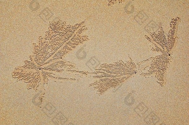 沙泡蟹，沙滩上沙球的抽象图案，泰国Pu Lom沙泡蟹科Scopimera属和Dotilla属。发现于我