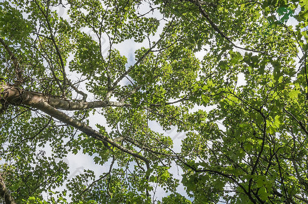 阳光明媚的夏季，悬铃木/槭树的头顶叶冠层。阳光透过树叶。树冠生长。