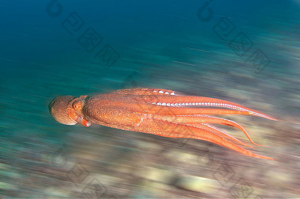 巨大的太平洋章鱼北太平洋巨大的章鱼enteroctopusdofleini日本海东primorsky边疆区俄罗斯