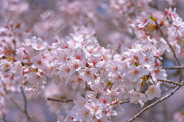 东京的樱花将在<strong>三月</strong>底左右开始开花，许多来日本的游客选择在樱花盛开的<strong>季</strong>节旅行。