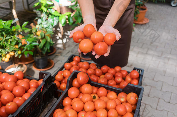 商业园丁展示她种植的西红柿