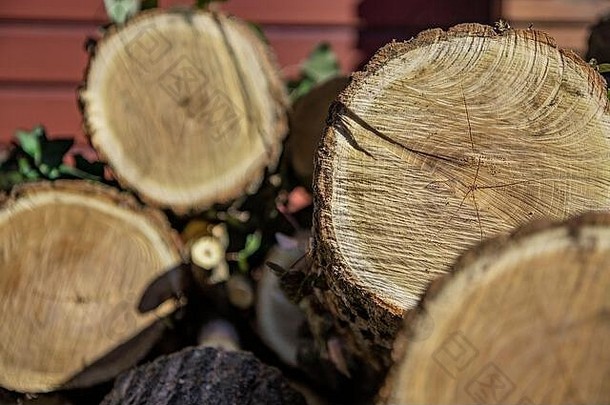 圆木一个被切割的圆形树干，在那里可以看到树木的年轮。乱七八糟的柴火堆。常春藤叶子附着在树皮上。