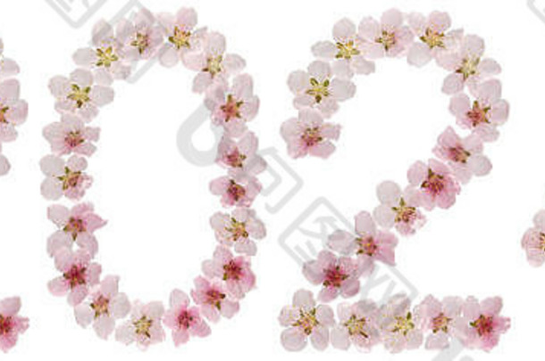 铭文2024，取自桃树的天然粉红色花朵，在白色背景上隔离