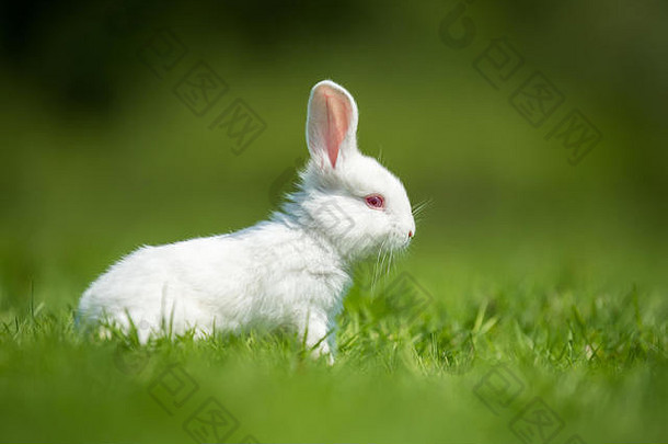 白色兔子绿色草夏天一天