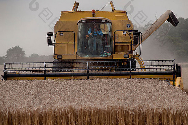 英国萨福克，一位农民驾驶联合收割机穿过一片大麦田