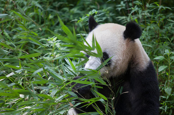 在中国四川碧峰峡国家大熊猫保护区，熊猫正在吃竹叶