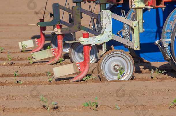 插秧机机注射滴灌溉磁带地面番茄种植过程